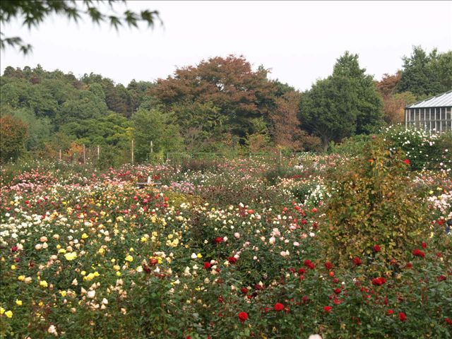 京成バラ園～香取神宮～九十九里浜_f0065114_19254694.jpg