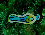 葉隠れ水遁の術_a0043520_21476.jpg