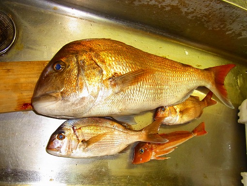 久々釣行　三厩沖_b0150120_9565488.jpg