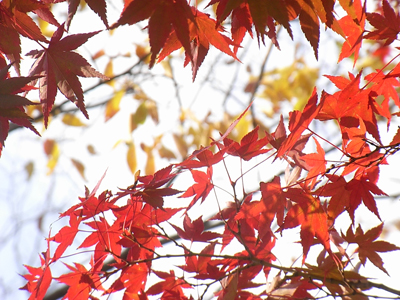 11/8 mon 紅葉☆_f0237626_94978.jpg