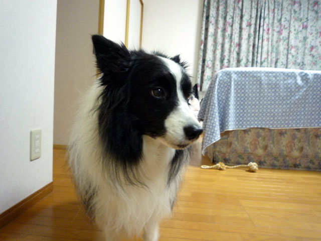 d0059230_8242114.jpg