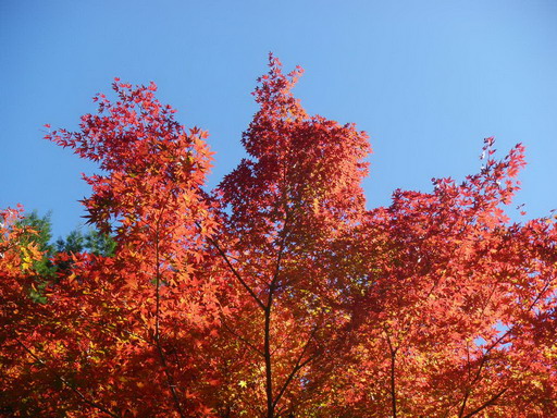 f0000330_1755317.jpg