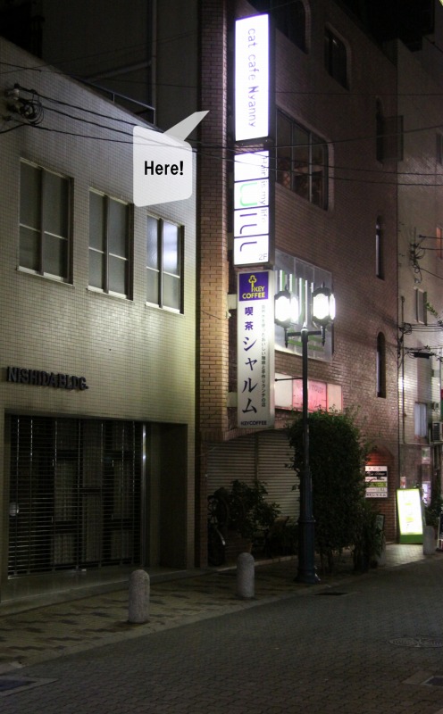 神戸市元町 Cat Nafe Nyanny 新 間違いだらけの猫カフェ選び