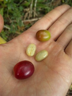 食べもの通信_a0103940_5482420.jpg