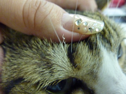 スパイラルまゆげ猫 ぽー編。_a0143140_20281830.jpg