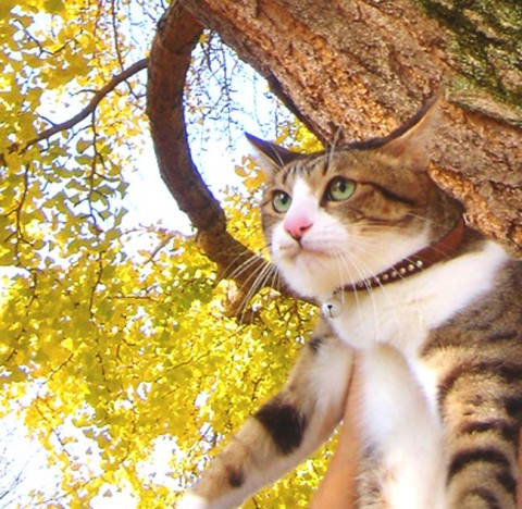 スパイラルまゆげ猫 ぽー編。_a0143140_20523680.jpg