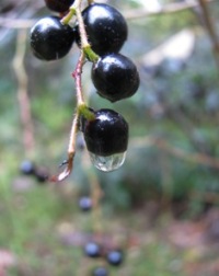 c0204740_16563214.jpg
