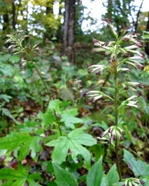 c0204740_16591055.jpg