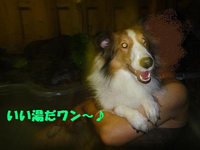 湯河原温泉いい湯だワン~♪_e0195743_15542652.jpg
