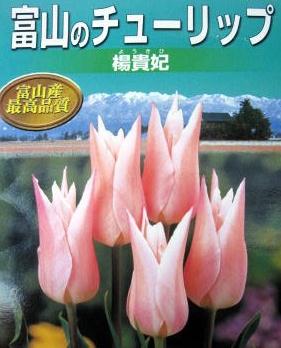 チューリップの寄植え①　ピンク系_c0147952_20423535.jpg