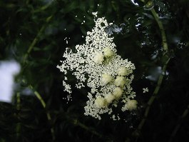 徳山ダムの所為? 揖斐川で要注意外来生物コカナダモが大繁殖_f0197754_0452863.jpg