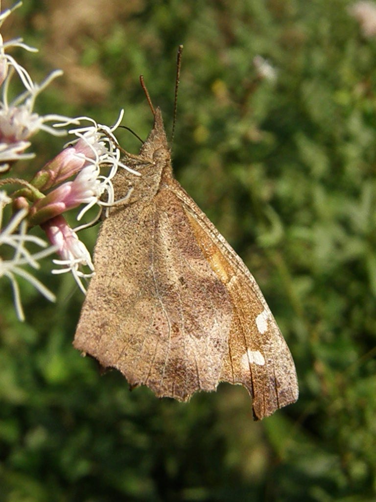 e0064158_0333948.jpg