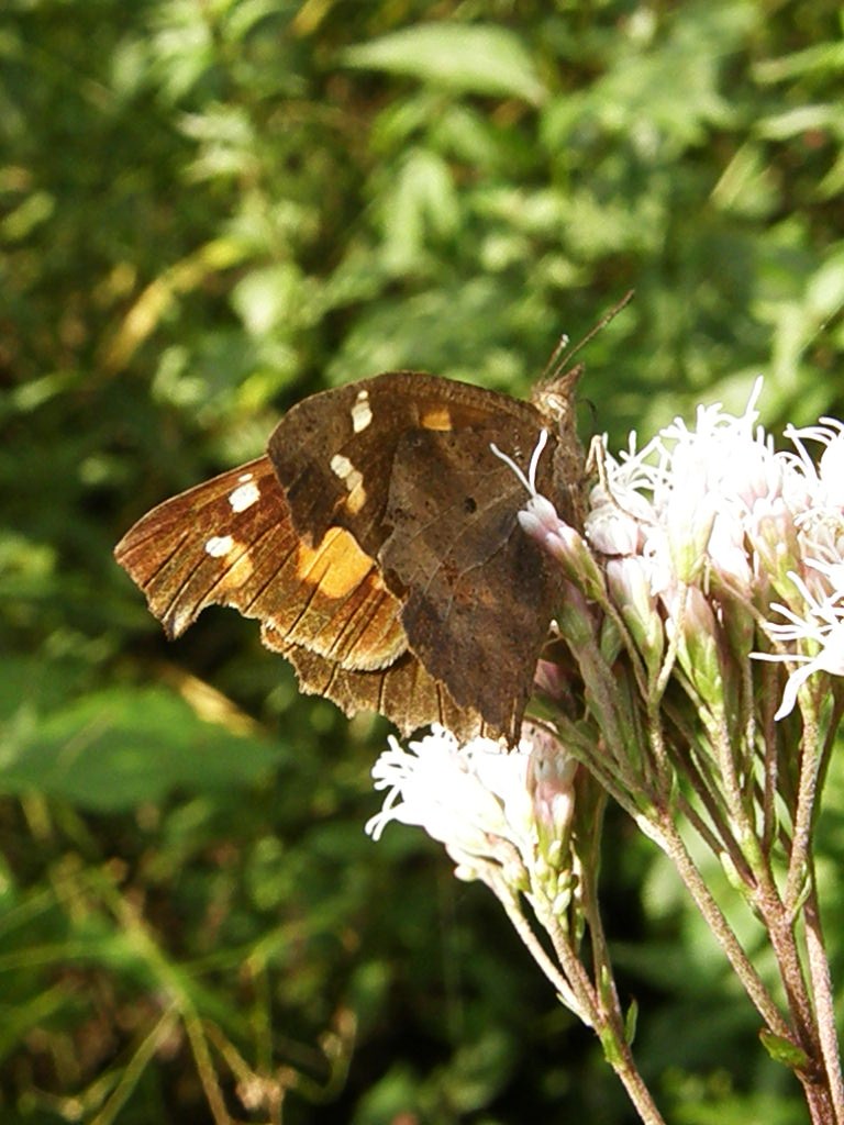 e0064158_0335219.jpg