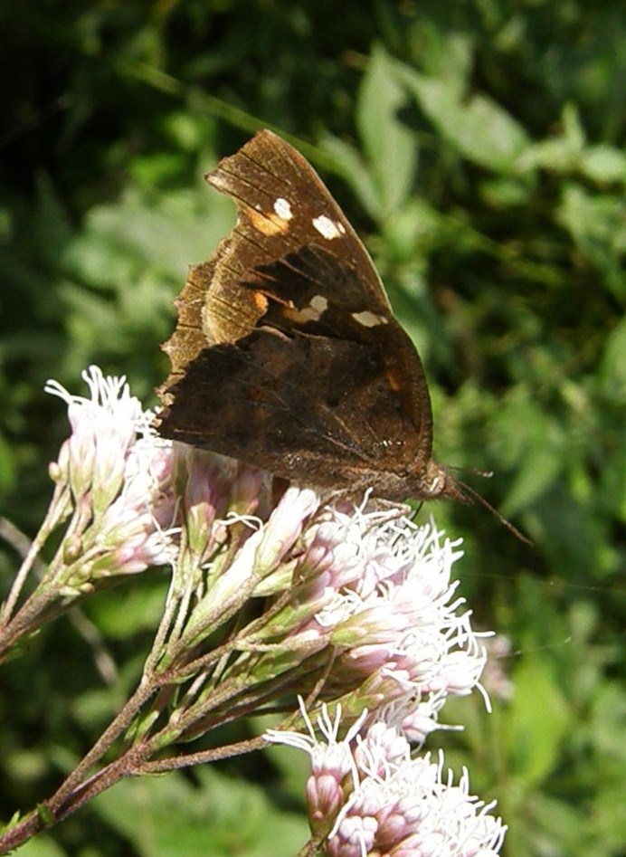e0064158_0341647.jpg