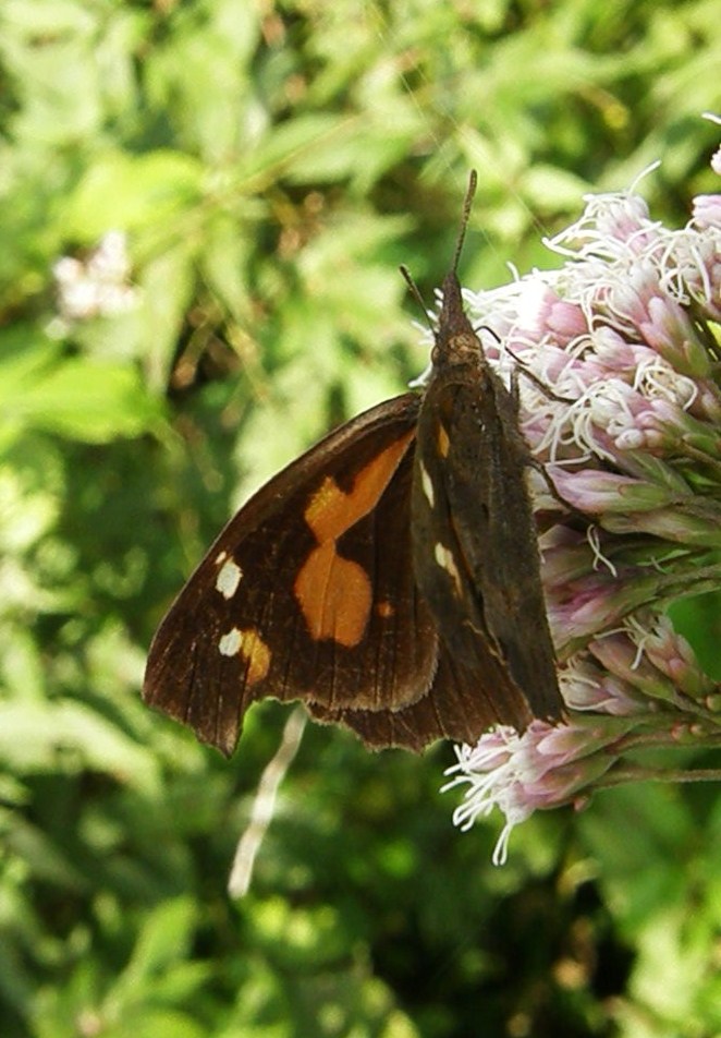 e0064158_03441.jpg