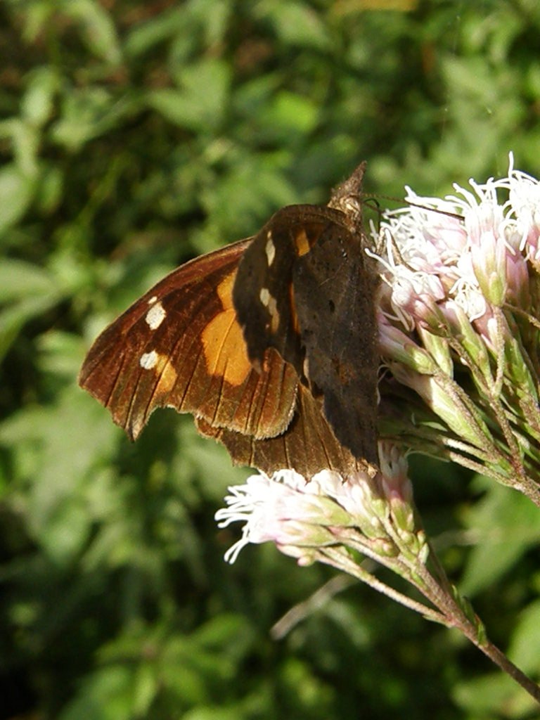e0064158_0344191.jpg
