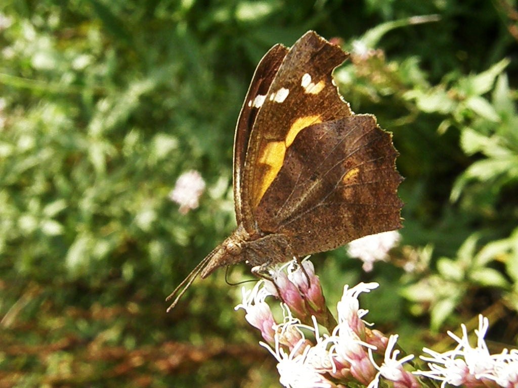 e0064158_0353054.jpg