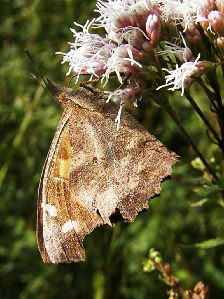 e0064158_0362764.jpg
