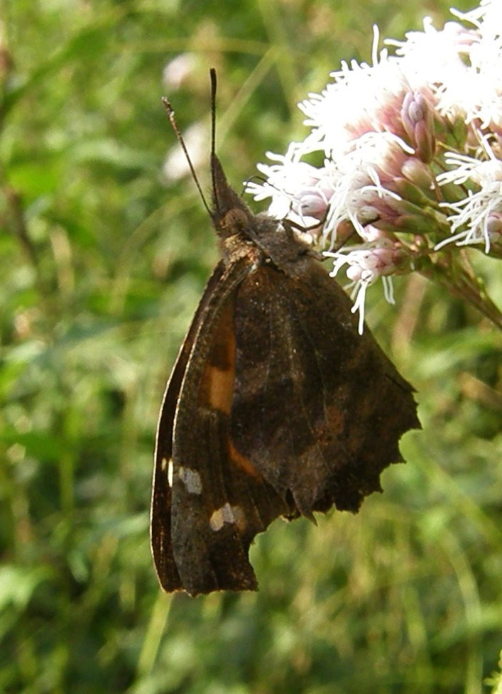 e0064158_036637.jpg
