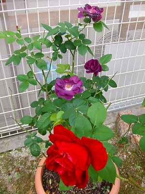 a0104162_20121241.jpg