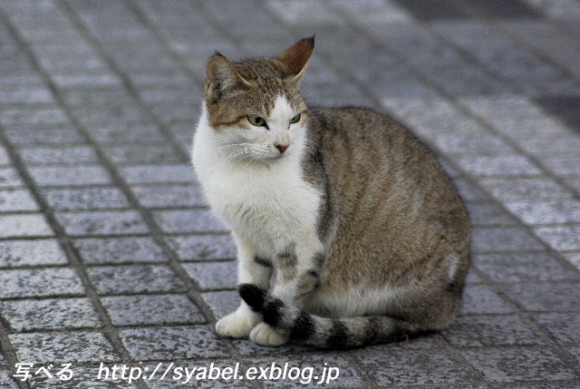 ネコ撮影歴３年　ちょっと早いにゃんずからのおめでとう♪_c0153764_21383524.jpg