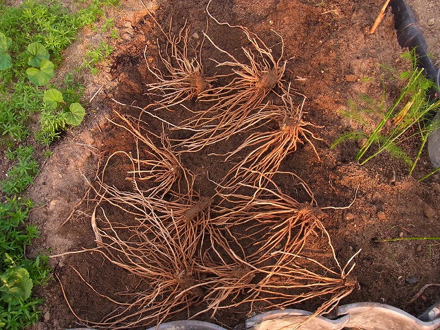 アスパラガスの根 風の通る庭