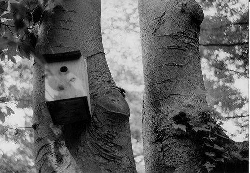 ◆北の丸公園休日のひと時 ~FUJICA 35 ML(1958)_e0174382_14353665.jpg