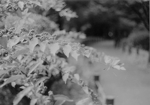 ◆北の丸公園休日のひと時 ~FUJICA 35 ML(1958)_e0174382_14361143.jpg