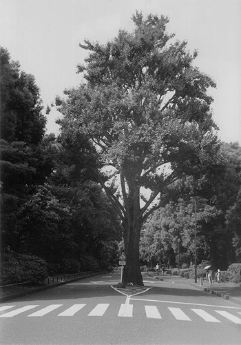 ◆北の丸公園休日のひと時 ~FUJICA 35 ML(1958)_e0174382_1437177.jpg