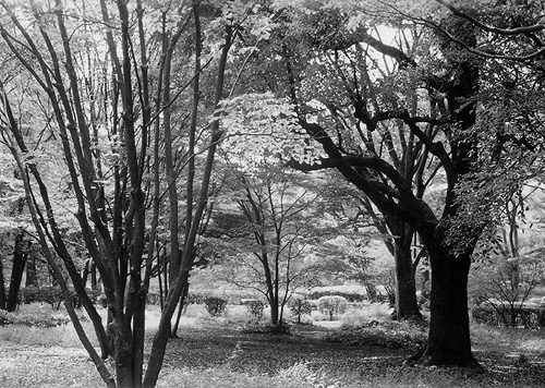 ◆北の丸公園休日のひと時 ~FUJICA 35 ML(1958)_e0174382_14371789.jpg