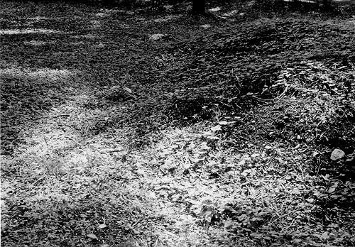◆北の丸公園休日のひと時 ~FUJICA 35 ML(1958)_e0174382_14372574.jpg