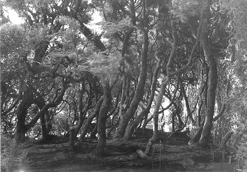 ◆北の丸公園休日のひと時 ~FUJICA 35 ML(1958)_e0174382_1437454.jpg