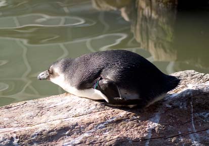 神戸花鳥園なるもの。_b0057987_14583279.jpg