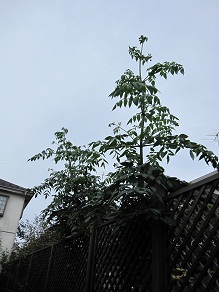 c0117898_14405790.jpg