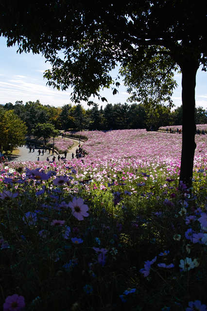 小さなガーデンハウス・・・昭和記念公園_d0069398_644436.jpg