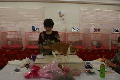 TICA AJC CATSHOW 11/7 グレムリン_e0033609_17424322.jpg