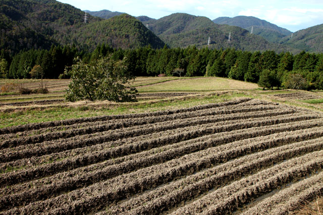 山里 越畑_e0048413_1932289.jpg