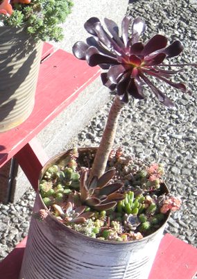 黒法師の寄せ植え ひなこたのタニクblog 黒法師の寄せ植え ひなこたのタニクblog