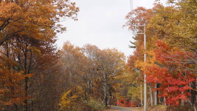 大峰高原の紅葉と大カエデ七色変化_f0233414_21345739.jpg