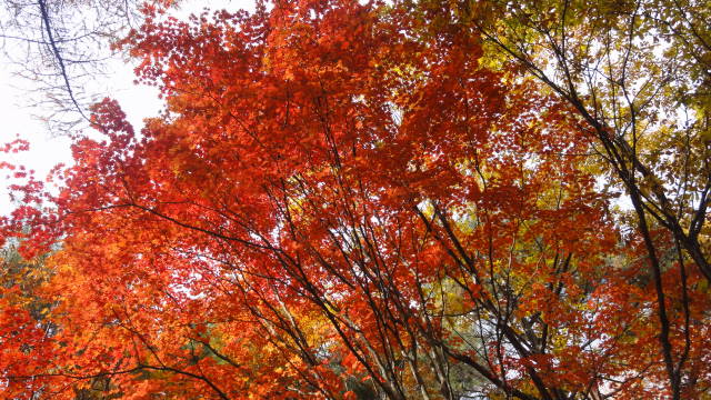 大峰高原の紅葉と大カエデ七色変化_f0233414_21363877.jpg