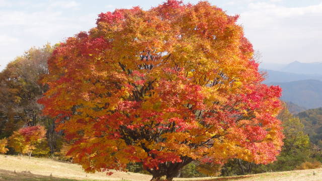 大峰高原の紅葉と大カエデ七色変化_f0233414_2185126.jpg