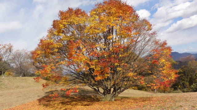 大峰高原の紅葉と大カエデ七色変化_f0233414_23432846.jpg