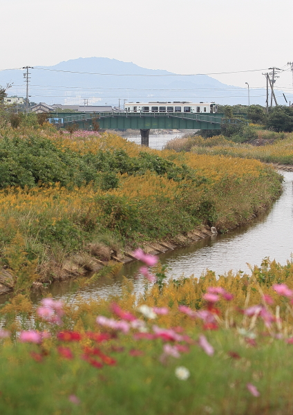 11月9日　コスモス_f0211615_1850461.jpg