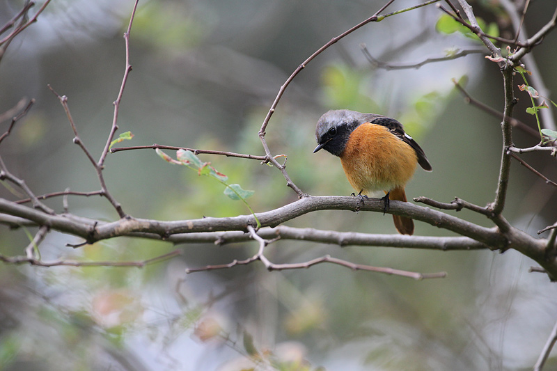 秋の渡り鳥-04/ジョウビタキ_f0178716_20401174.jpg