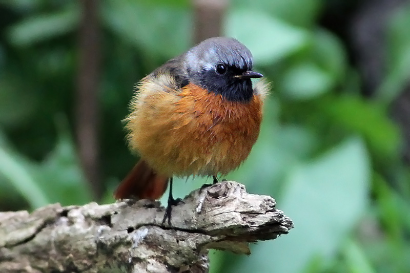 秋の渡り鳥-04/ジョウビタキ_f0178716_2040571.jpg