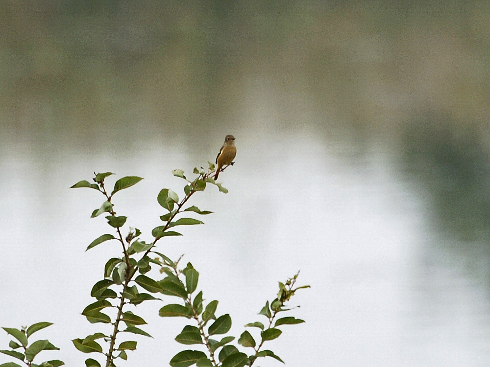 葦原の冬鳥さんジョウビタキ_c0018118_21444662.jpg