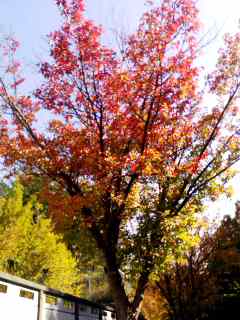 a0142338_23353561.jpg