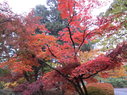 岩手公園の紅葉をじっくりと_d0156438_12191492.jpg