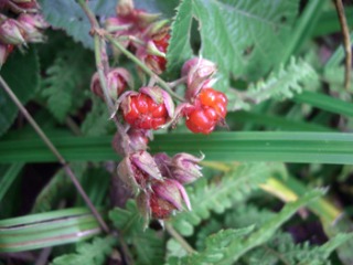 e0110940_9585792.jpg