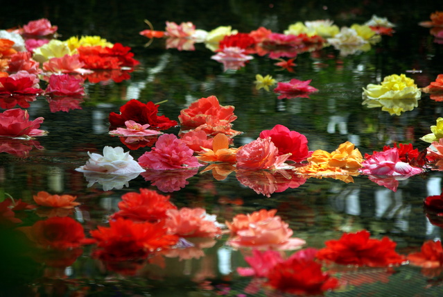 水面を彩る花たち_d0186245_1874084.jpg